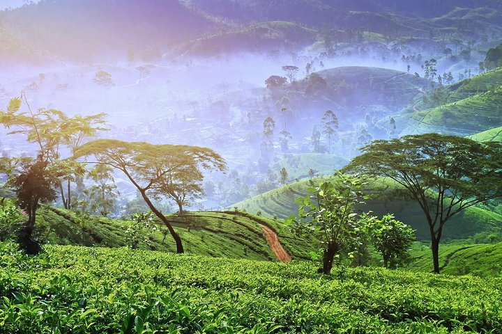 Nuwara Eliya Tea Estate